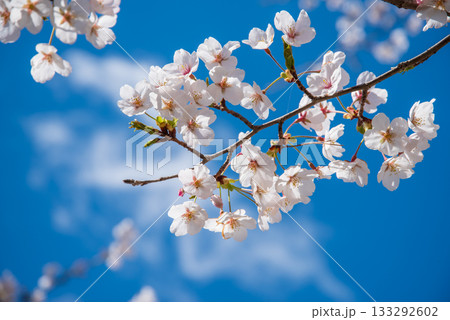 満開の桜と青空 《岐阜県 養老公園》 満開の桜と青空 《岐阜県 養老公園》 133292602