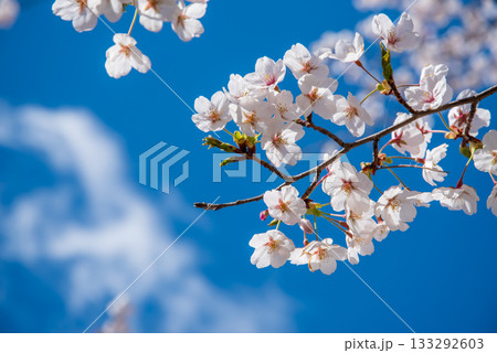 満開の桜と青空 《岐阜県 養老公園》 133292603