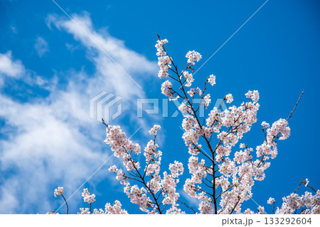満開の桜と青空 《岐阜県 養老公園》 133292604