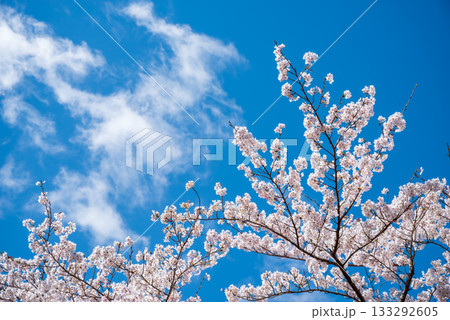 満開の桜と青空 《岐阜県 養老公園》 133292605