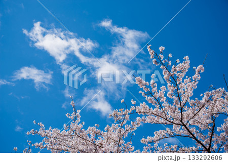 満開の桜と青空 《岐阜県 養老公園》 133292606