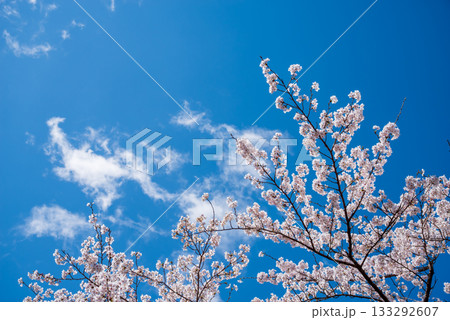 満開の桜と青空 《岐阜県 養老公園》 133292607