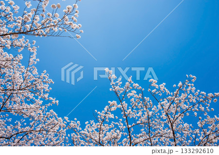 満開の桜と青空 《岐阜県 養老公園》 133292610