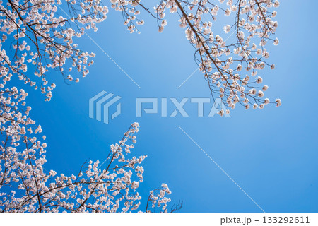 満開の桜と青空 《岐阜県 養老公園》 133292611