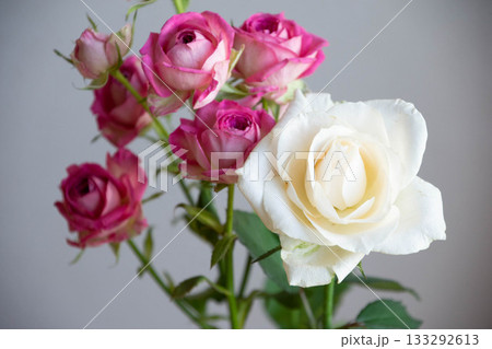 ジョリートレンドセッターと白薔薇 133292613