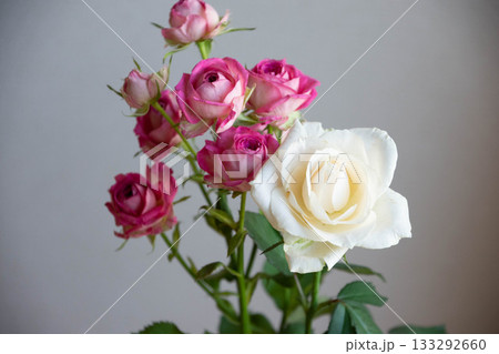 ジョリートレンドセッターと白薔薇 133292660