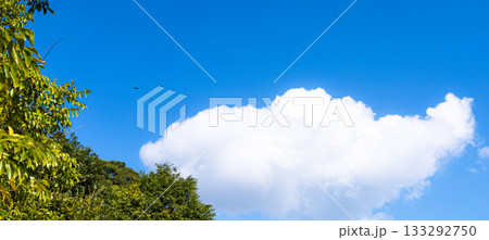 青空と雲と緑と鳥のシンプルな風景 133292750