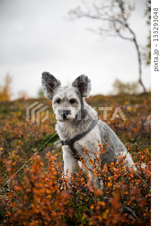 Curious dog on mountain trail in Kilpisjarvi, Lapland, Finland Curious dog on mountain trail in Kilpisjarvi, Lapland, Finland 133293048