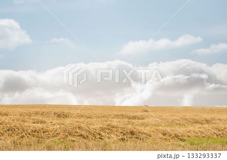 Expansive wheat stubble and cut straw is stretching across flat design field, with billowing clouds 133293337