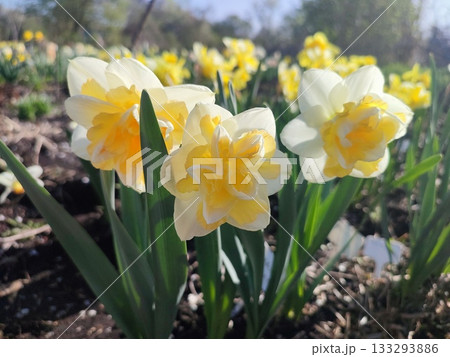 Blooming daffodils flowers on sunny spring day. Varietal flowers of narcissus variety Golden Pearl. Yellow petals on white petals in inflorescence with stamens on green stem and leaves in ground Blooming daffodils flowers on sunny spring day. Varietal flowers of narcissus variety Golden Pearl. Yellow petals on white petals in inflorescence with stamens on green stem and leaves in ground 133293886