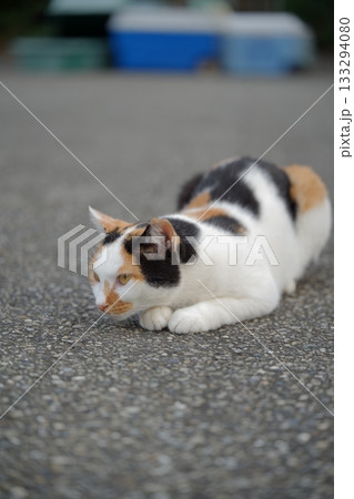 漁港で日向ぼっこする猫 漁港で日向ぼっこする猫 133294080