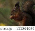 Red squirrel Close-up eating a hazelnut with muted green and brown background. 133294089