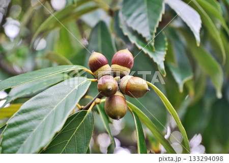 茶色いアラカシの実（秋、十一月） 133294098