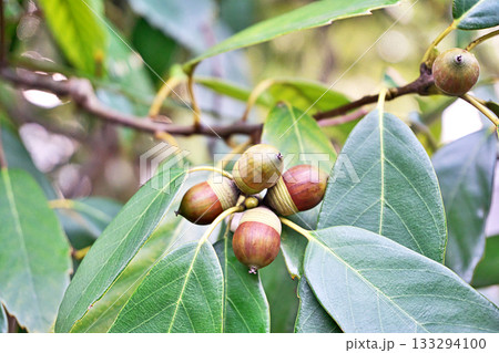 茶色いアラカシの実（秋、十一月） 133294100