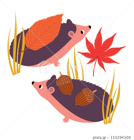 Vector illustration with two hedgehogs and autumn acorns and leaves Vector illustration with two hedgehogs and autumn acorns and leaves 133294108