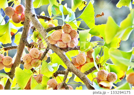 朱色のイチョウの実(秋、十一月) 朱色のイチョウの実(秋、十一月) 133294175
