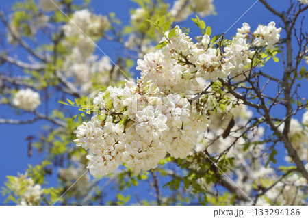 Black locust 133294186