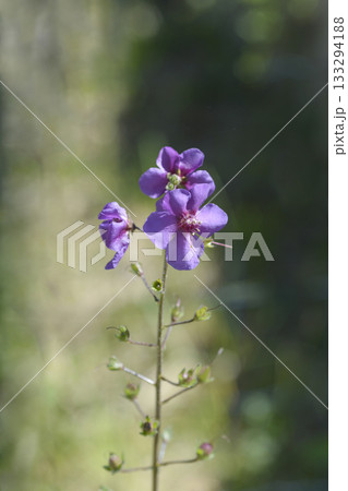Purple mullein 133294188