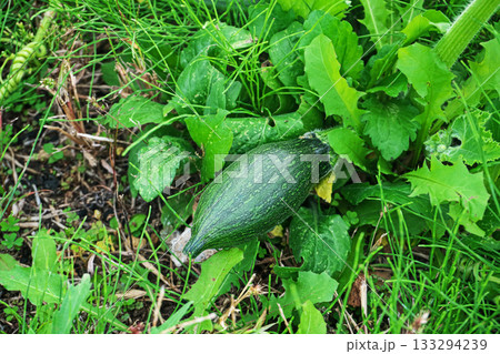 まだ緑色のウルトラ万次郎カボチャの実（秋、十一月） 133294239