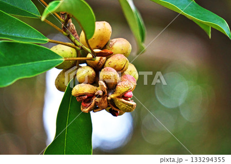 オレンジ色のオガタマノキの実（秋、十一月） 133294355