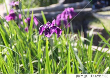 晴れた日の花菖蒲 晴れた日の花菖蒲 133294390