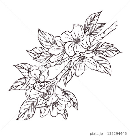 Blossoming tree branch with leaves, fruit tree branch hand-drawn in ink and translated into vector. The illustration is perfect for printing on postcards, invitations, for coloring. 133294446