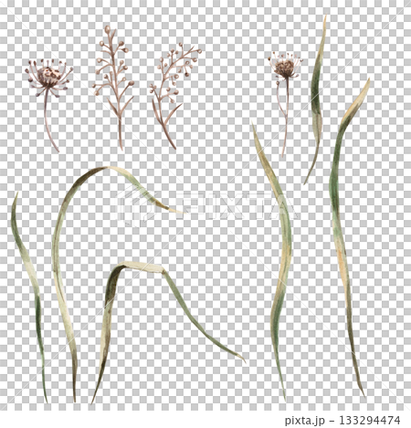 A set of steppe herbs and flowers. Isolated watercolor illustration for interior design, eco-projects, travel agency websites and brochures, company branding, and apparel printing. 133294474