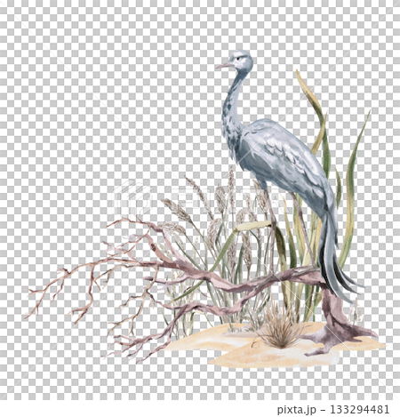A common crane perched on a branch in tall grass. Isolated watercolor illustration for interior design, eco-projects, travel agency websites and brochures, company branding, and apparel printing. 133294481