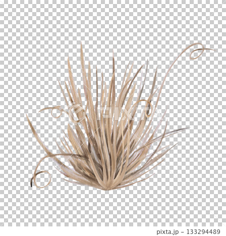 A dry tuft of grass, sedge. Isolated watercolor illustration of subtropical vegetation for interior design, eco-projects, travel agency websites and brochures, company branding, and apparel printing. A dry tuft of grass, sedge. Isolated watercolor illustration of subtropical vegetation for interior design, eco-projects, travel agency websites and brochures, company branding, and apparel printing. 133294489