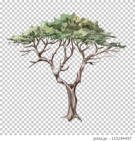 African twisted acacia. Isolated watercolor illustration of a savannah tree for interior design, eco-projects, travel agency websites and brochures, company branding, and apparel printing. 133294497