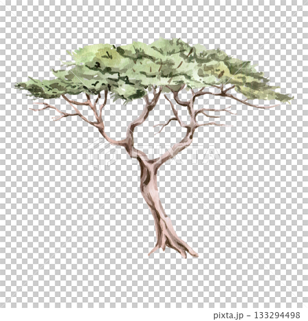 African twisted acacia. Isolated watercolor illustration for interior design, eco-projects, travel agency websites and brochures, company branding, and apparel printing. 133294498