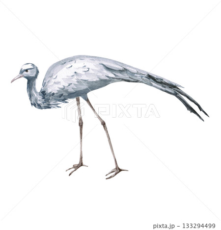A walking African grey crane from the side. Isolated watercolor illustration of the bird for use in travel brochures,product design, apparel printing, corporate branding, and interior design. 133294499