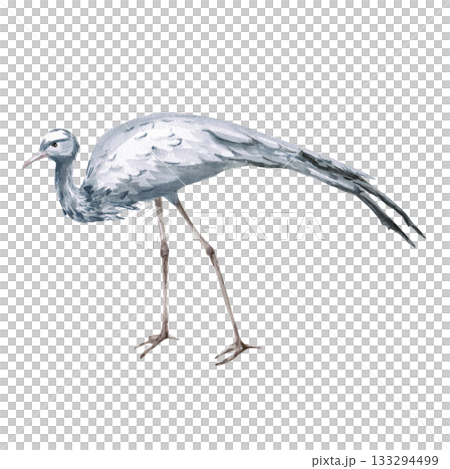 A walking African grey crane from the side. Isolated watercolor illustration of the bird for use in travel brochures,product design, apparel printing, corporate branding, and interior design. 133294499