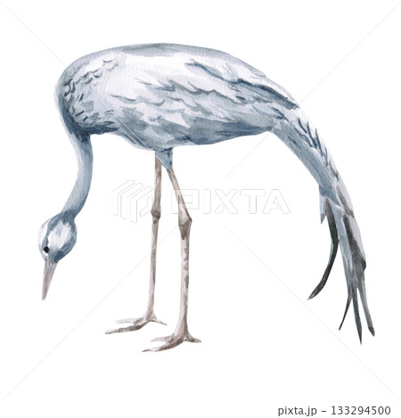 A tilted African grey crane. Isolated watercolor illustration of the bird for travel brochures, websites, product design, apparel printing, corporate branding, and interior design. A tilted African grey crane. Isolated watercolor illustration of the bird for travel brochures, websites, product design, apparel printing, corporate branding, and interior design. 133294500