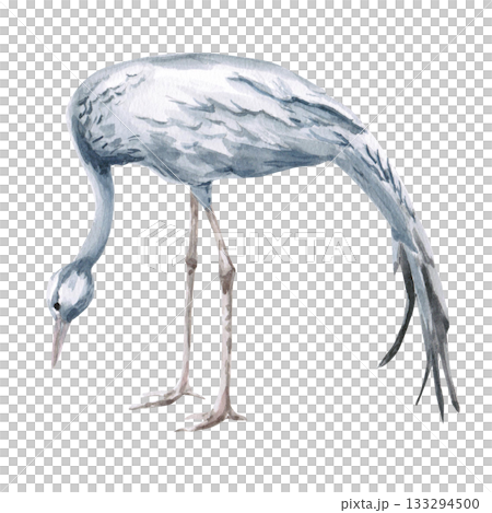 A tilted African grey crane. Isolated watercolor illustration of the bird for travel brochures, websites, product design, apparel printing, corporate branding, and interior design. A tilted African grey crane. Isolated watercolor illustration of the bird for travel brochures, websites, product design, apparel printing, corporate branding, and interior design. 133294500