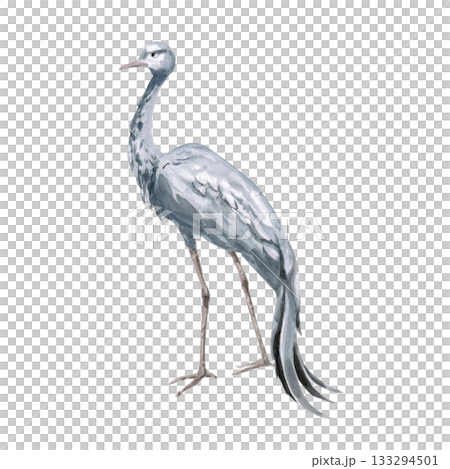 African grey crane side view. Isolated watercolor illustration of the bird for use in travel brochures, websites, product design, apparel printing, corporate branding, and interior design. 133294501