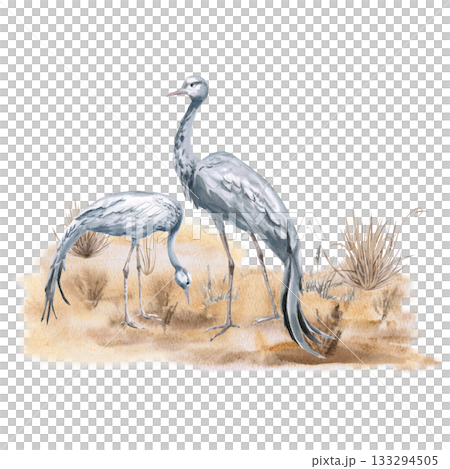 Two common cranes on the steppe. Isolated watercolor illustration of the bird for tourism brochures, websites, product design, apparel printing, corporate branding, and interior design. 133294505