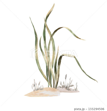 Tall grass on a sandy surface. Isolated watercolor illustration for interior design, eco-projects, apparel printing, and company branding. 133294506