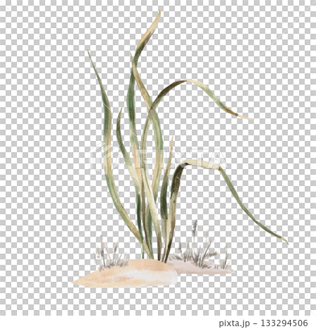 Tall grass on a sandy surface. Isolated watercolor illustration for interior design, eco-projects, apparel printing, and company branding. 133294506