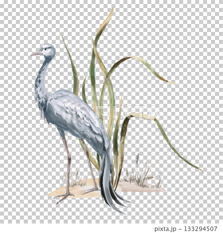 An African grey crane in tall grass. Isolated watercolor illustration of the bird for use in travel brochures, websites, product design, apparel printing, corporate branding, and interior design. An African grey crane in tall grass. Isolated watercolor illustration of the bird for use in travel brochures, websites, product design, apparel printing, corporate branding, and interior design. 133294507