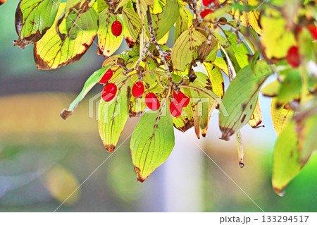 赤いサンシュユの実（秋、十一月） 133294517