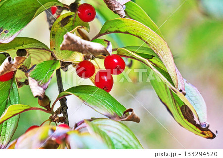 赤いサンシュユの実(秋、十一月) 赤いサンシュユの実(秋、十一月) 133294520