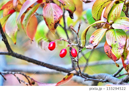 赤いサンシュユの実（秋、十一月） 133294522