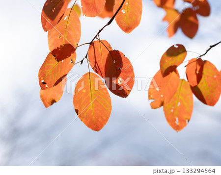 ジューンベリーの紅葉 ジューンベリーの紅葉 133294564