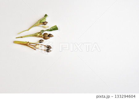 ジュズダマの実（秋、十一月） 133294604