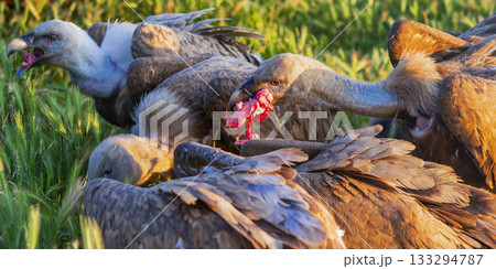 Eurasian Griffon Vulture 133294787