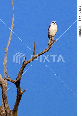 Black-winged Kite, Royal Bardia National Park, Nepal 133294831
