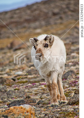 Reindeer, Arctic 133294833