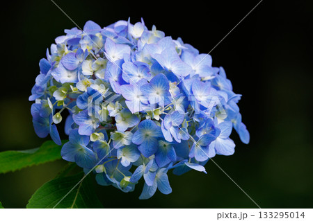 梅雨に咲きほこる万葉の花　アジサイ 133295014