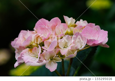 梅雨に咲きほこる万葉の花　アジサイ 133295016